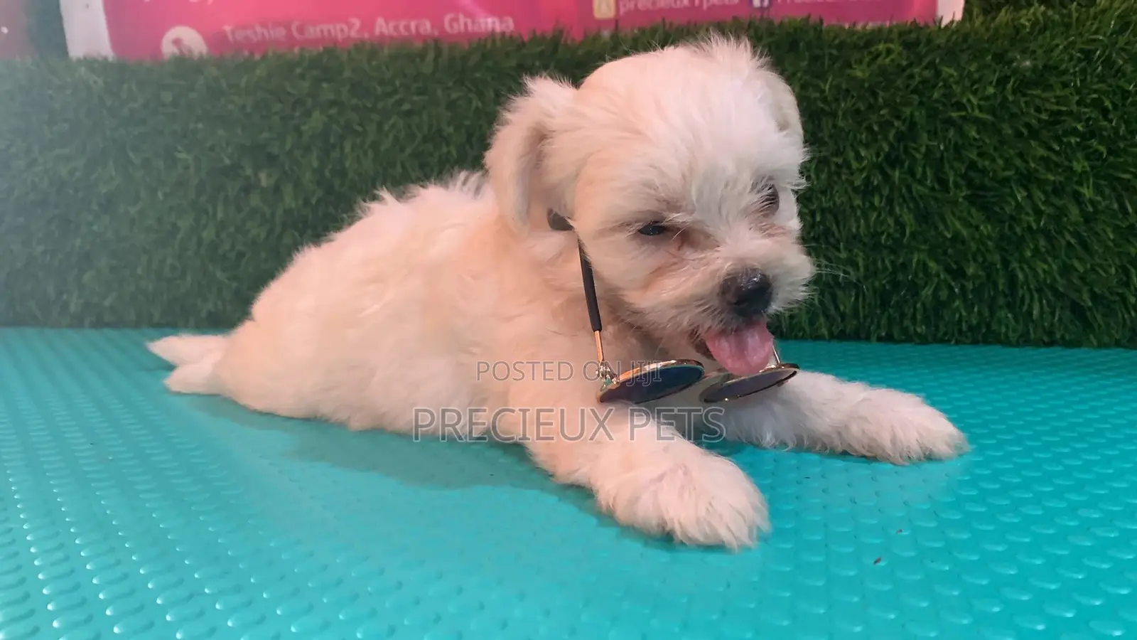 0-1 Month Male Mixed Breed Maltipoo