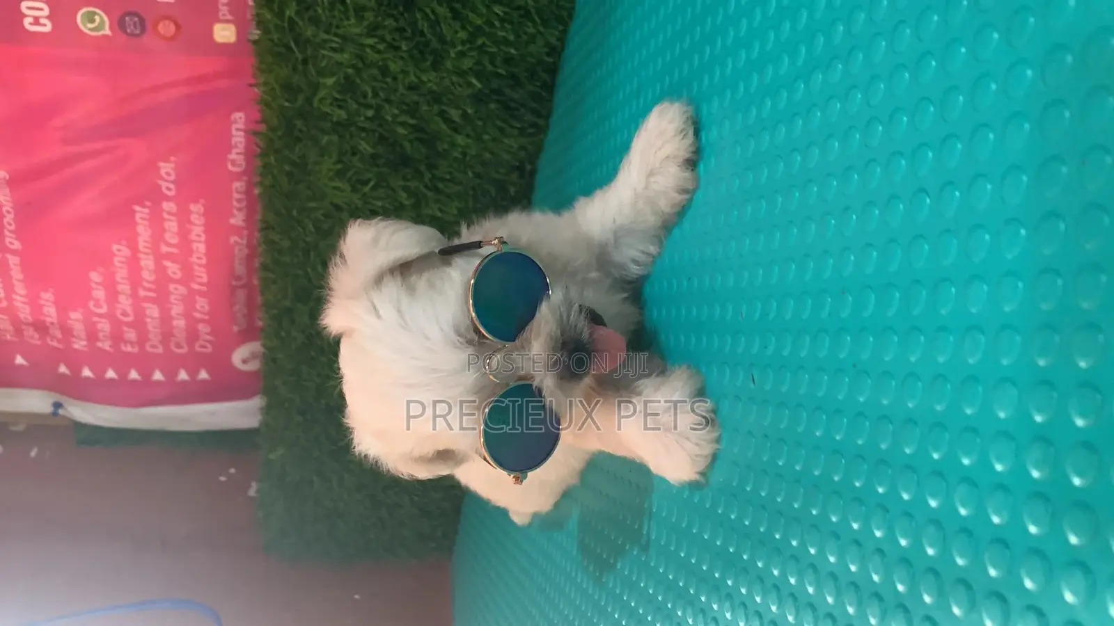 0-1 Month Male Mixed Breed Maltipoo