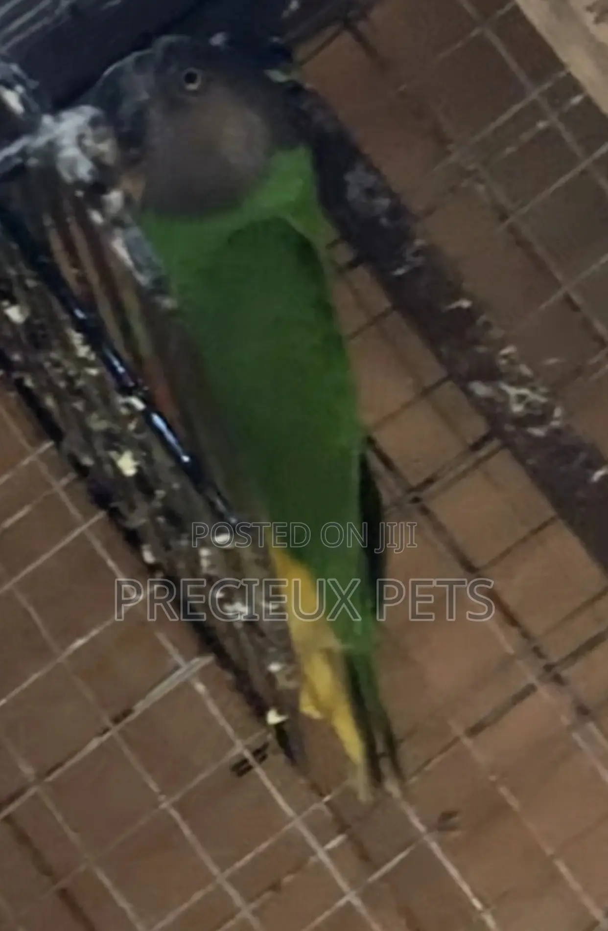 Senegalese Parrot