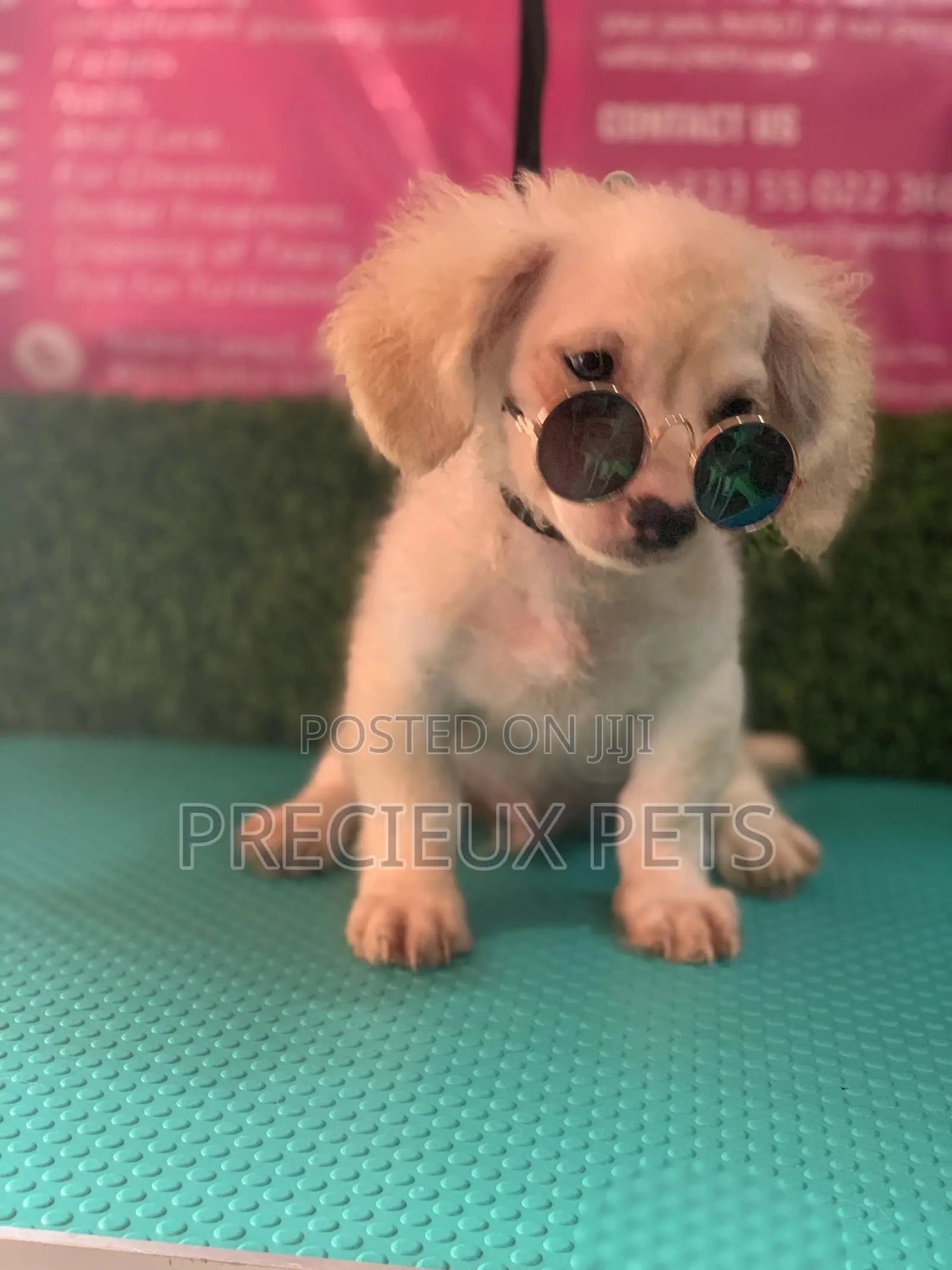 1-3 Months Male Mixed Breed Maltipoo