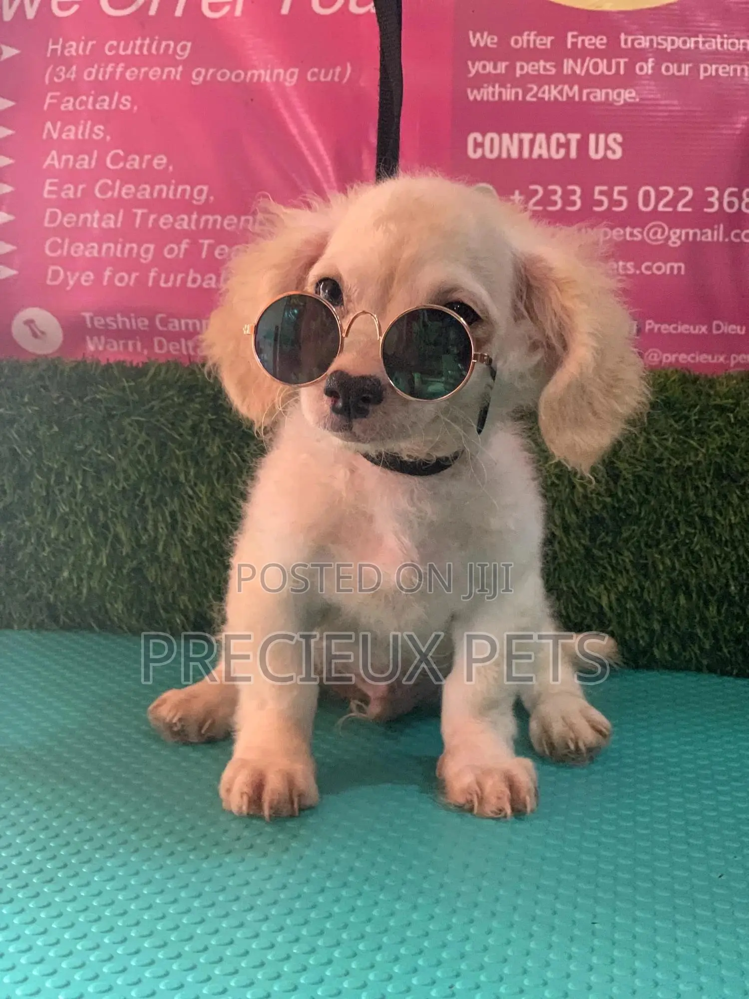 1-3 Months Male Mixed Breed Maltipoo