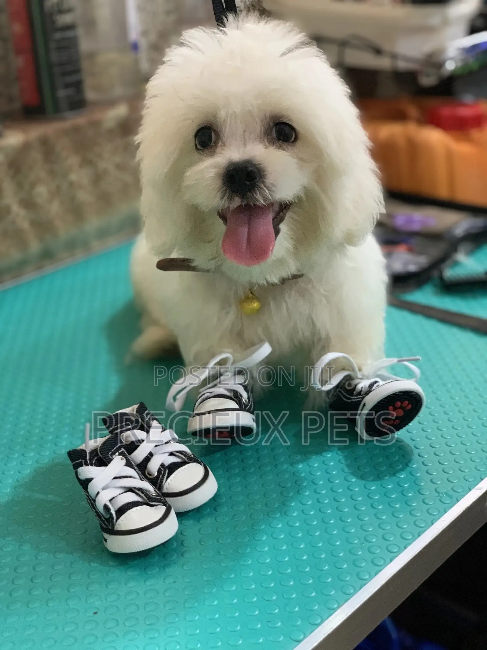 Toy Dog Clothings Series 111 Shoes