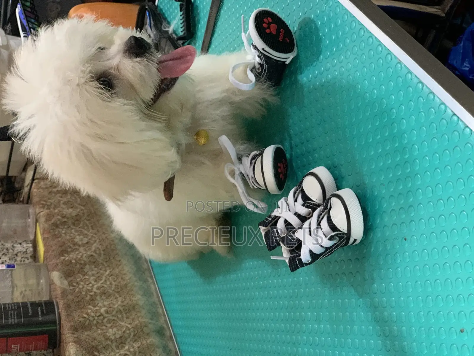 Toy Dog Clothings Series 111 Shoes