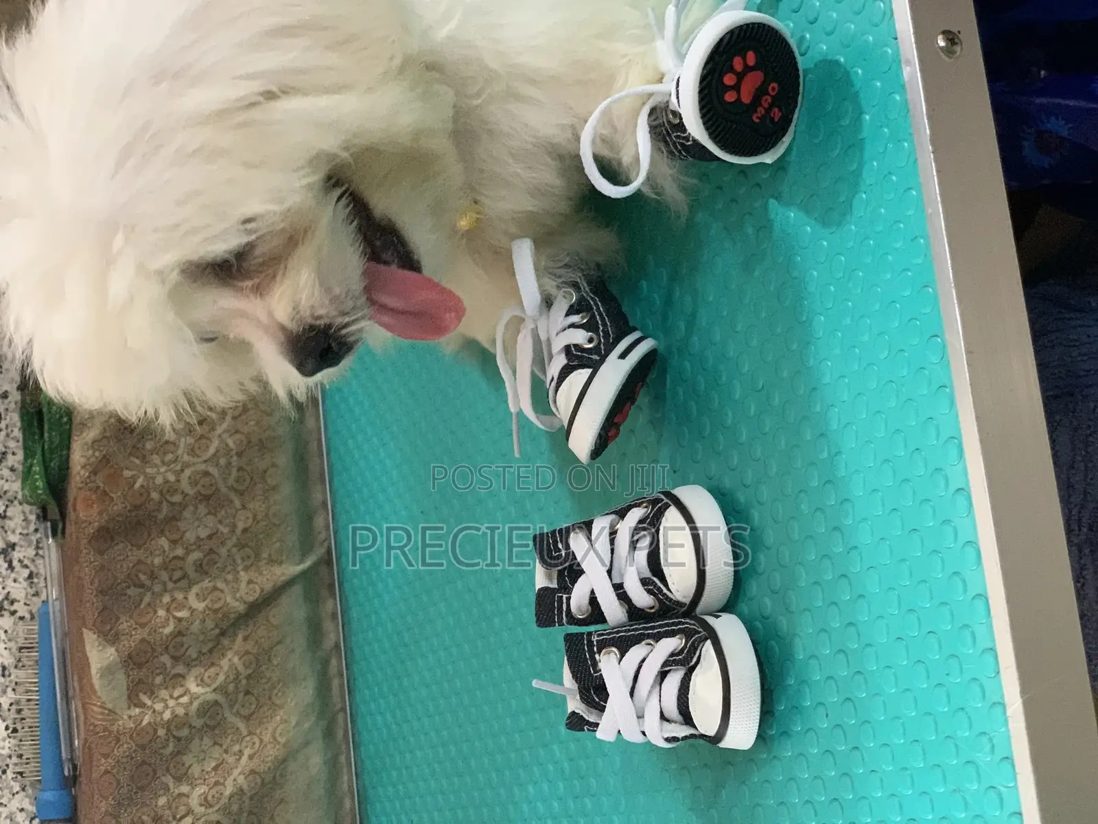 Toy Dog Clothings Series 111 Shoes