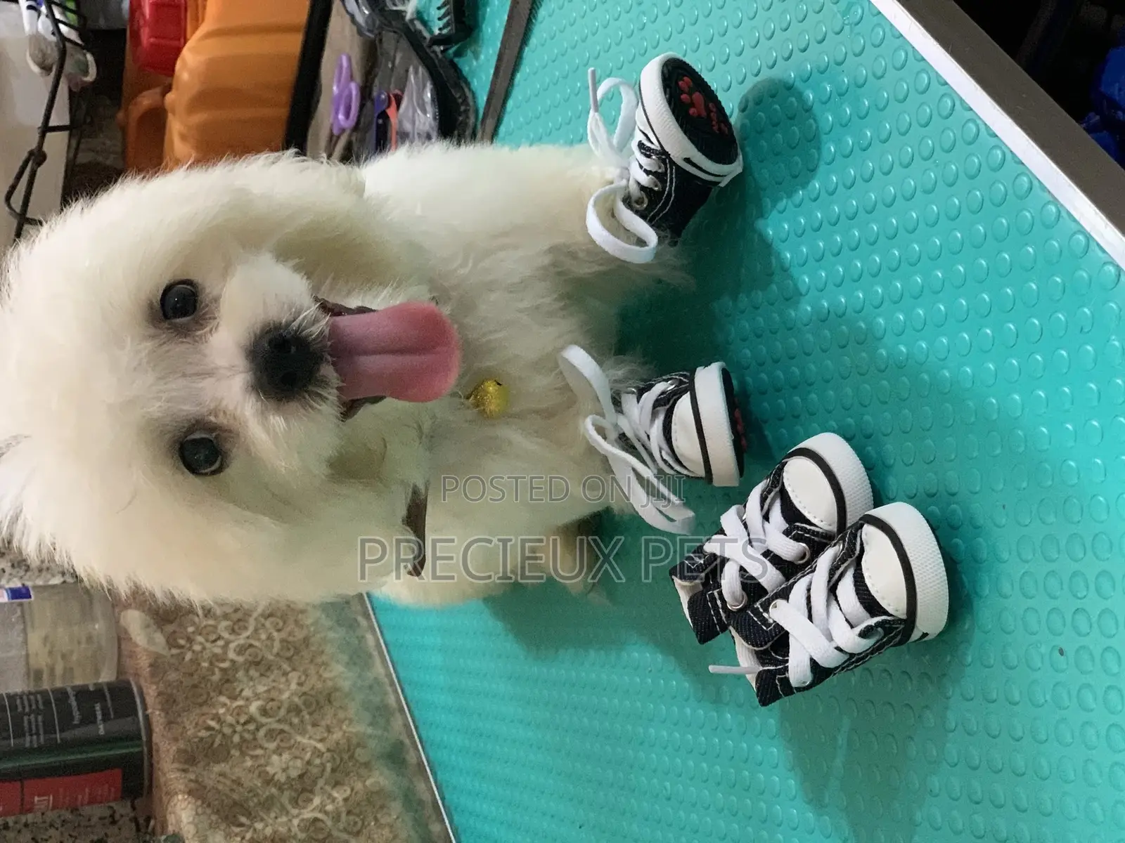Toy Dog Clothings Series 111 Shoes