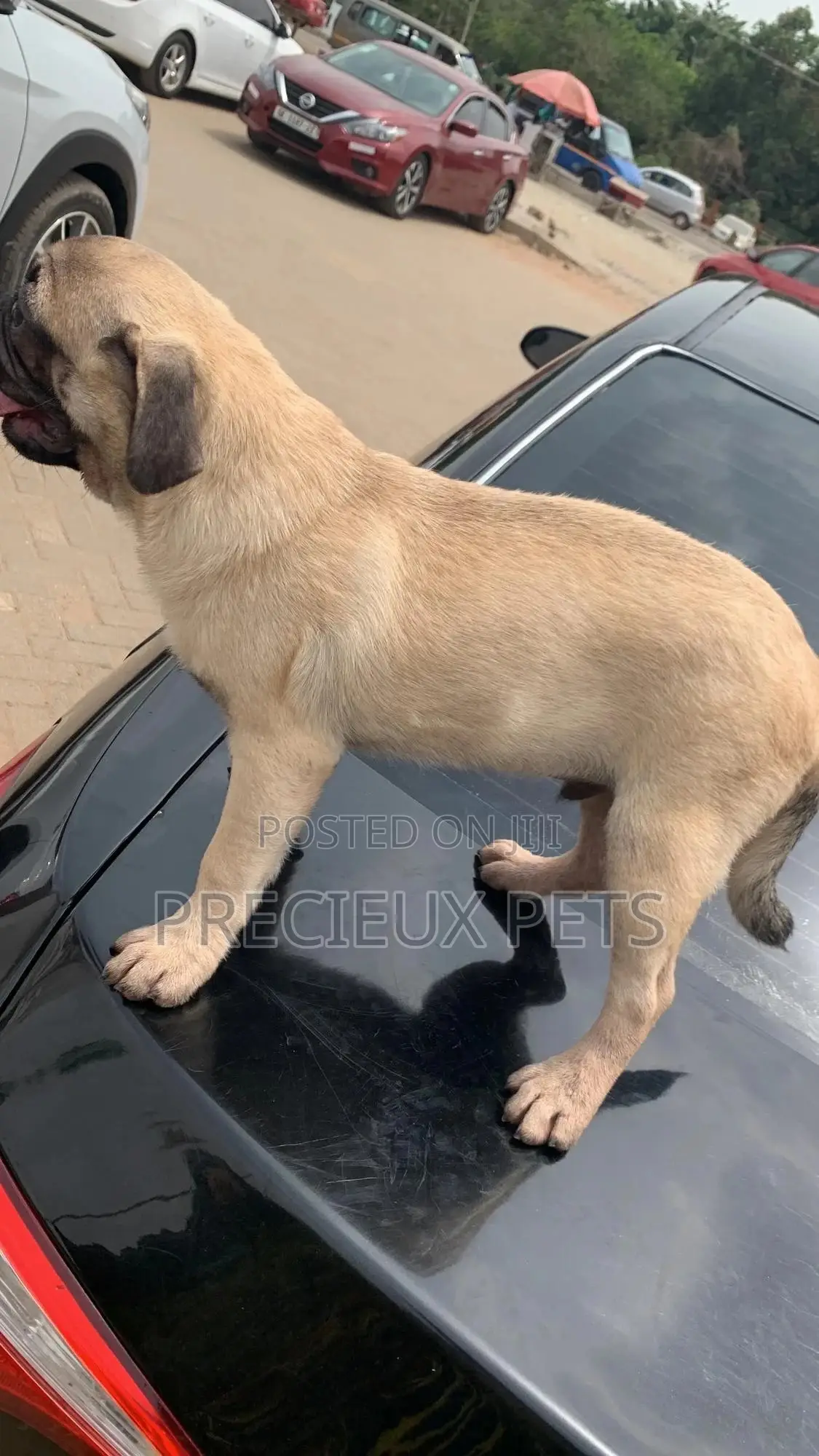 3-6 Months Male Purebred Pug