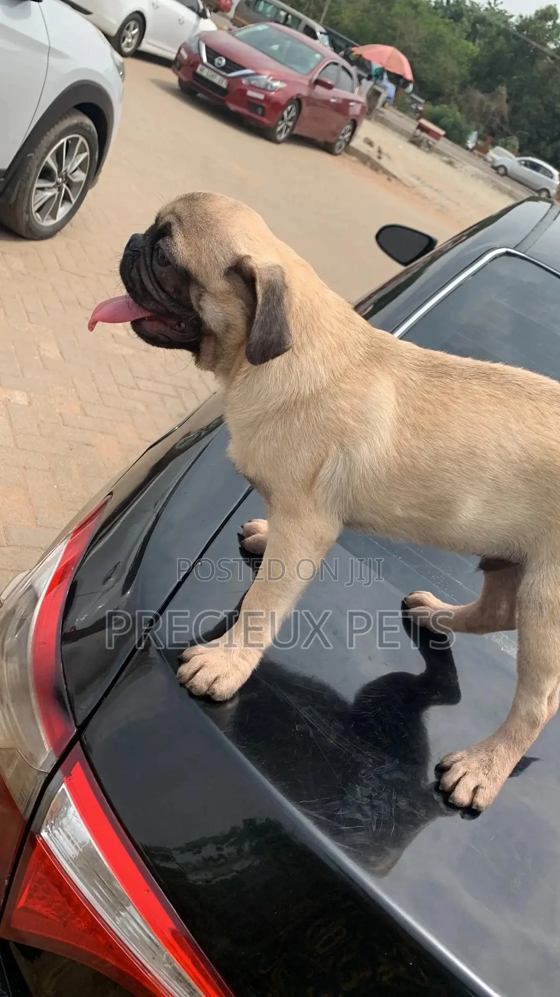 3-6 Months Male Purebred Pug