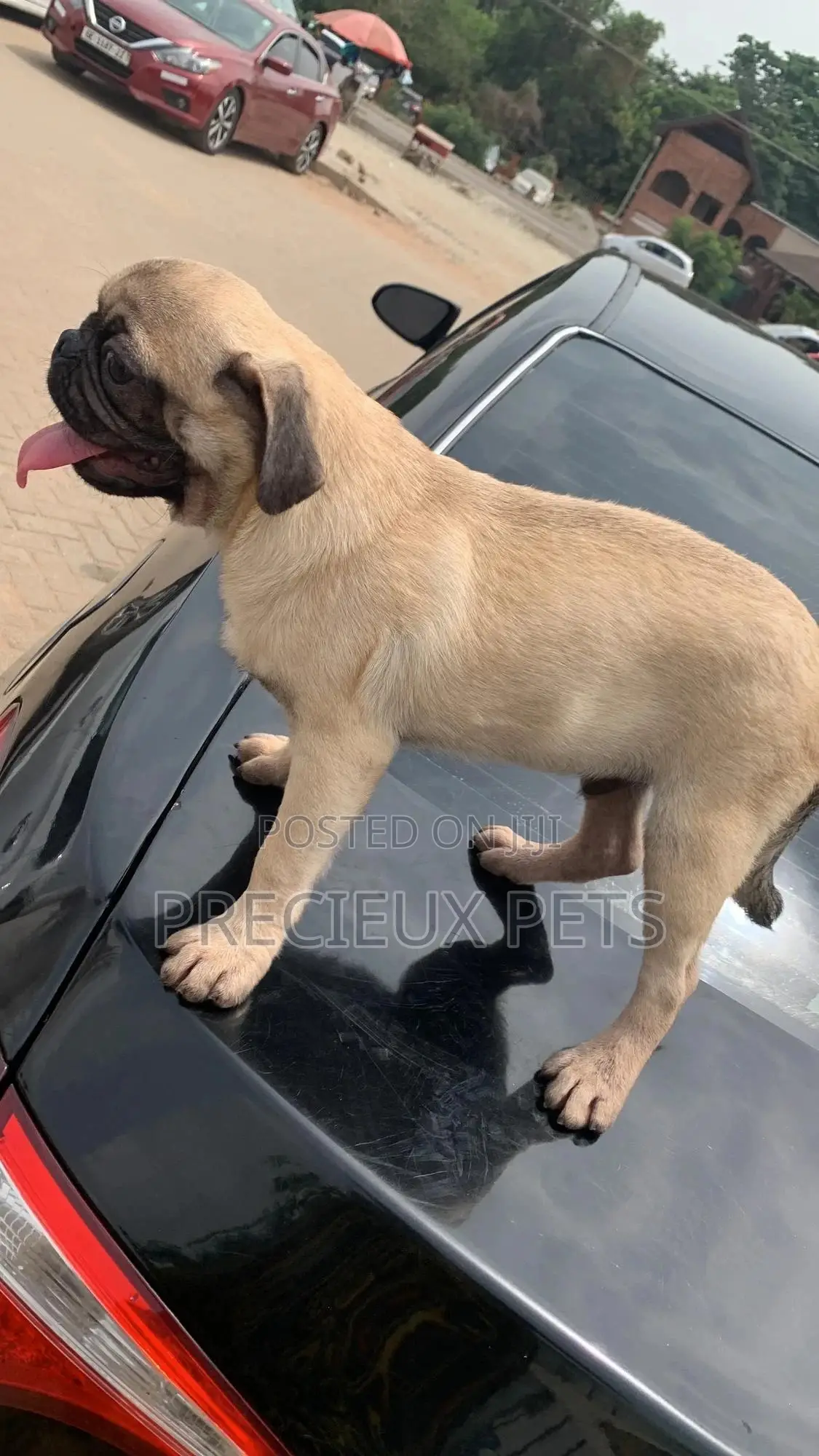 3-6 Months Male Purebred Pug