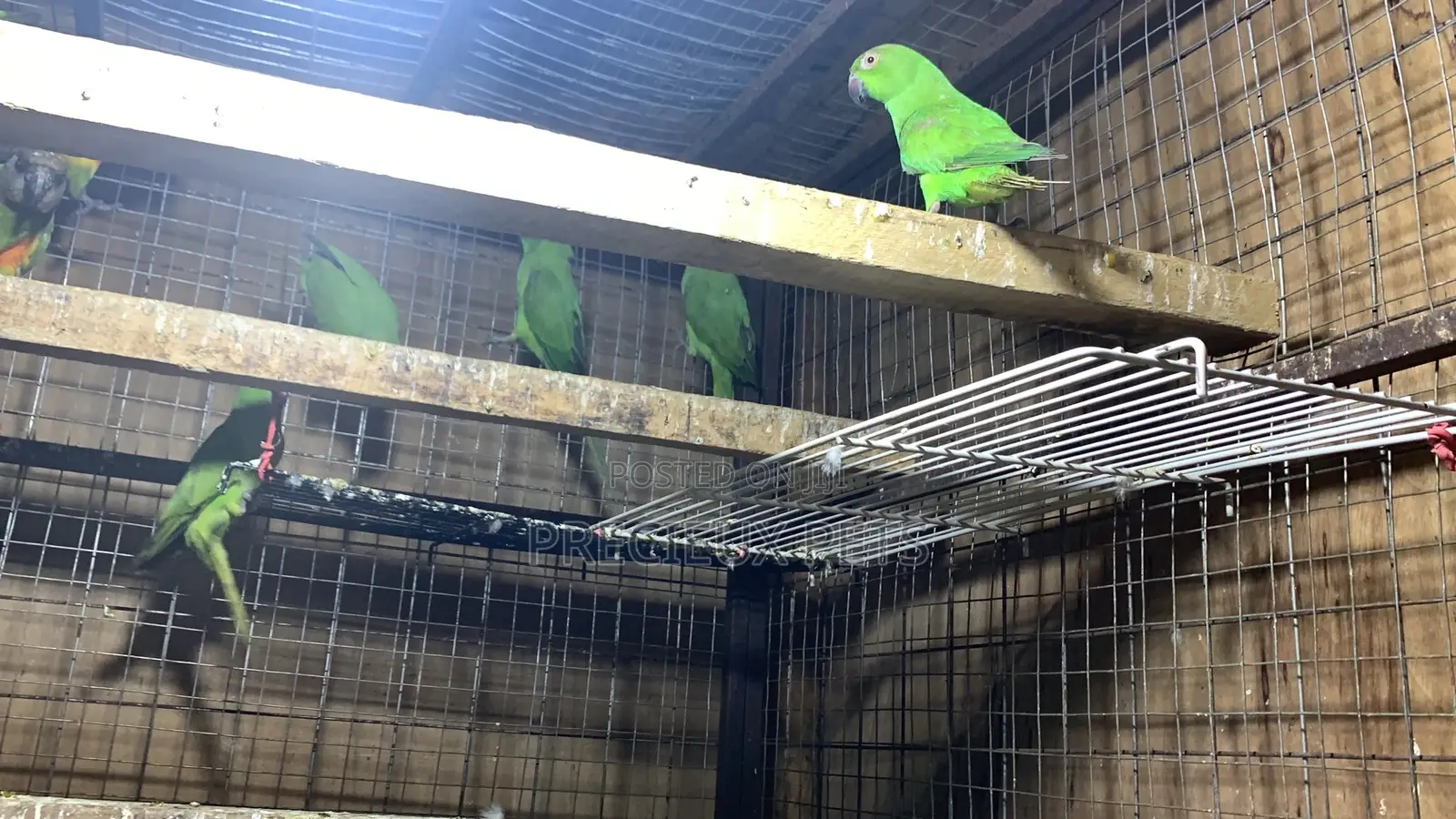 Domesticated Ringneck Parrot