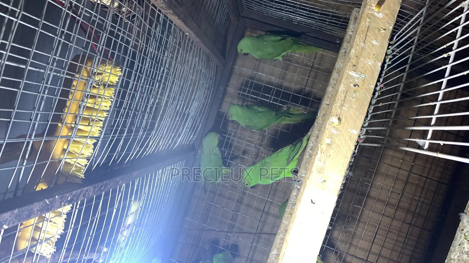 Domesticated Ringneck Parrot