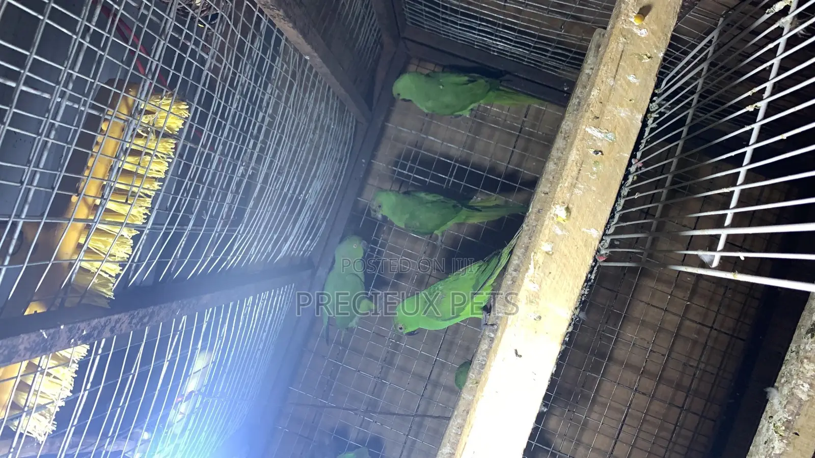 Domesticated Ringneck Parrot