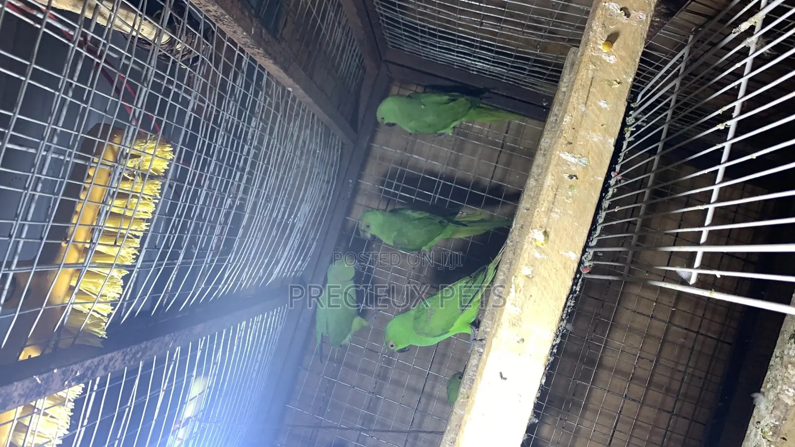 Domesticated Ringneck Parrot