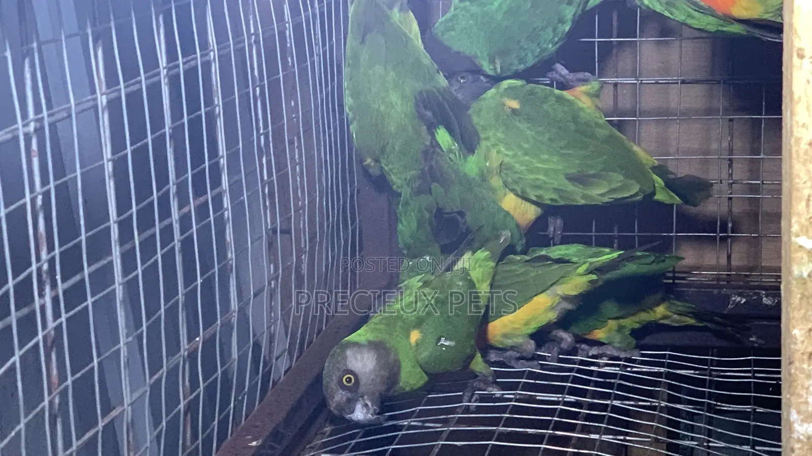 Domesticated Senegalese Parrot