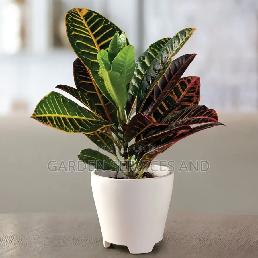 Croton for Sale
