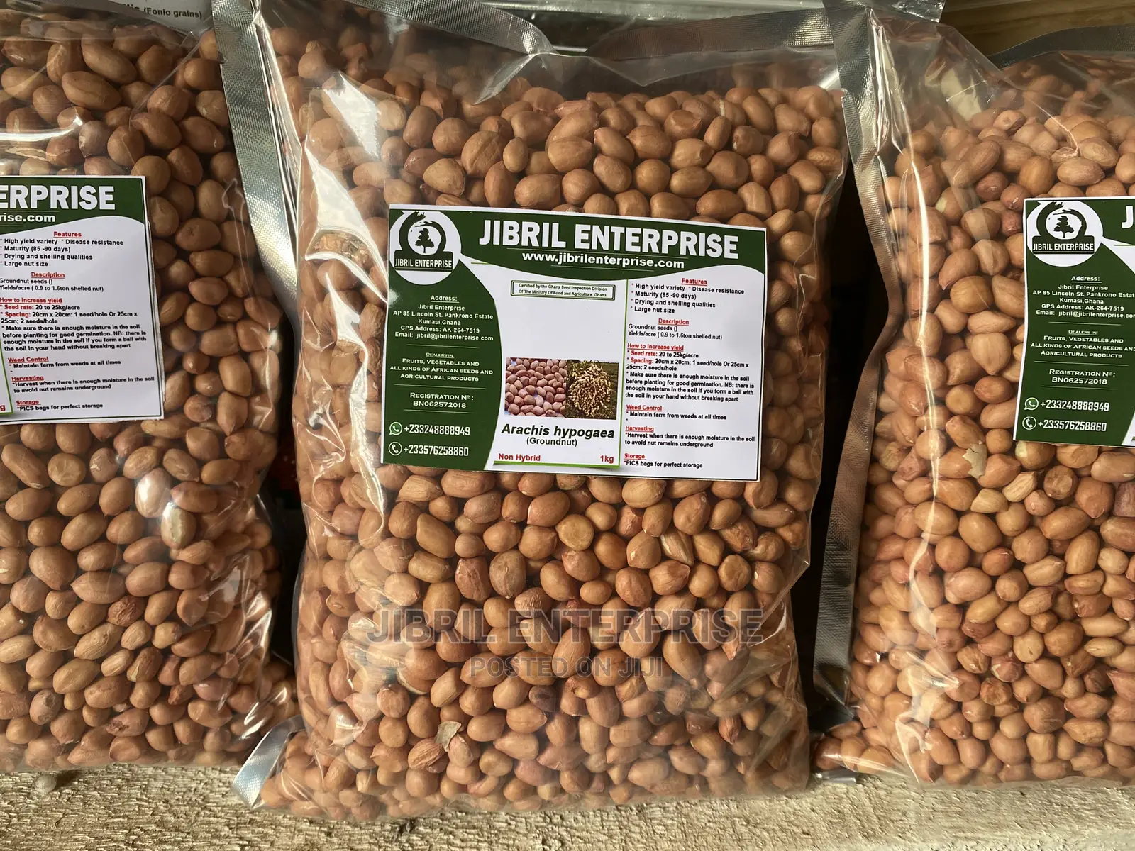 Groundnut Seeds for Planting