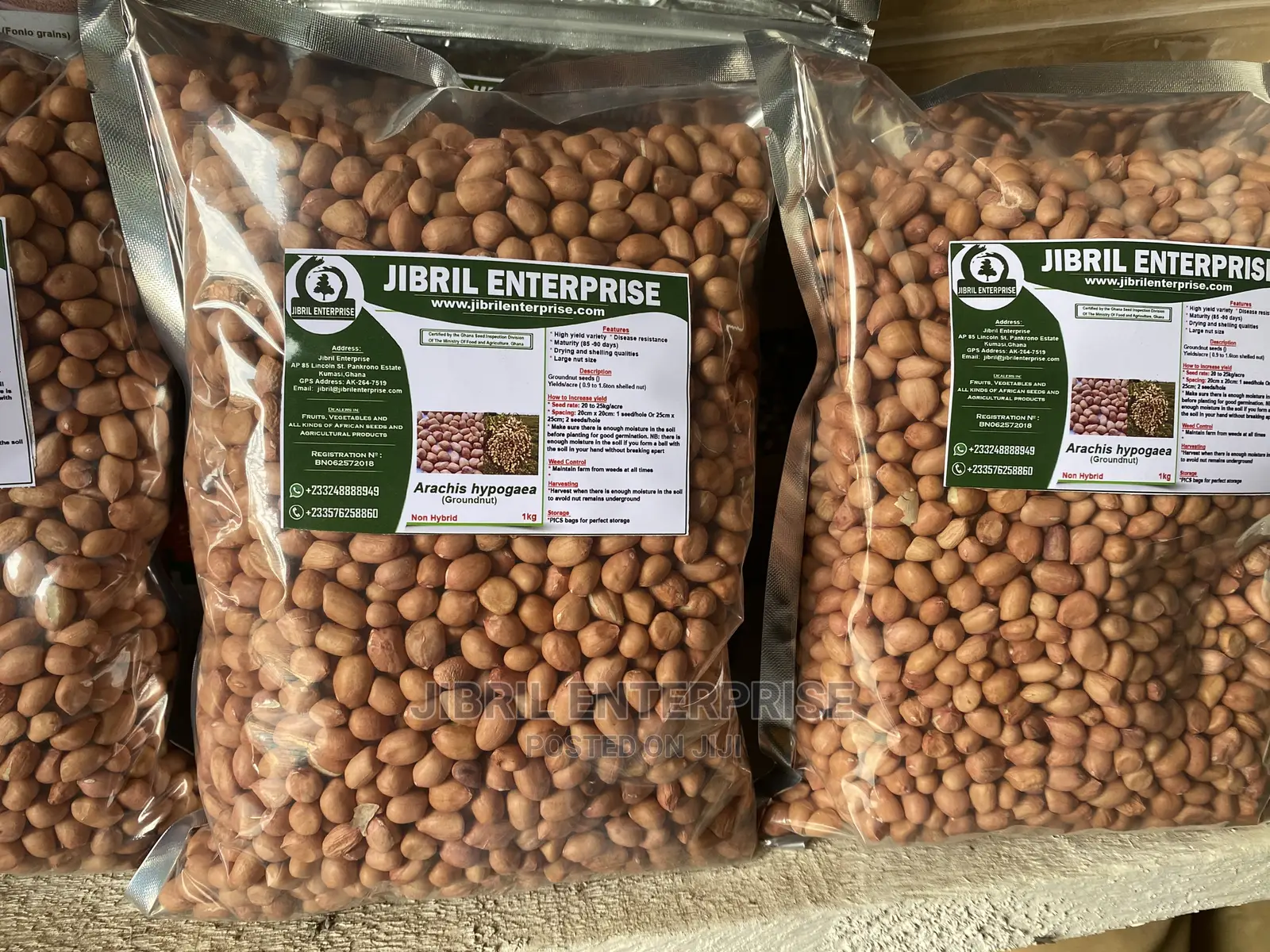 Groundnut Seeds for Planting