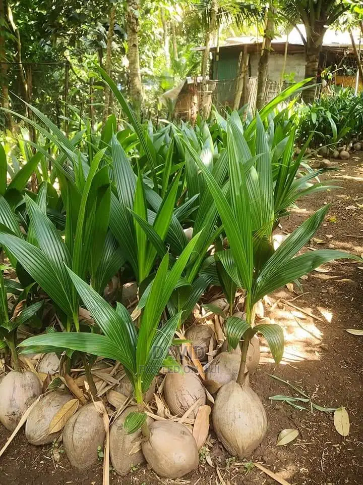 Qulity Dwarf Coconut Seedlings.