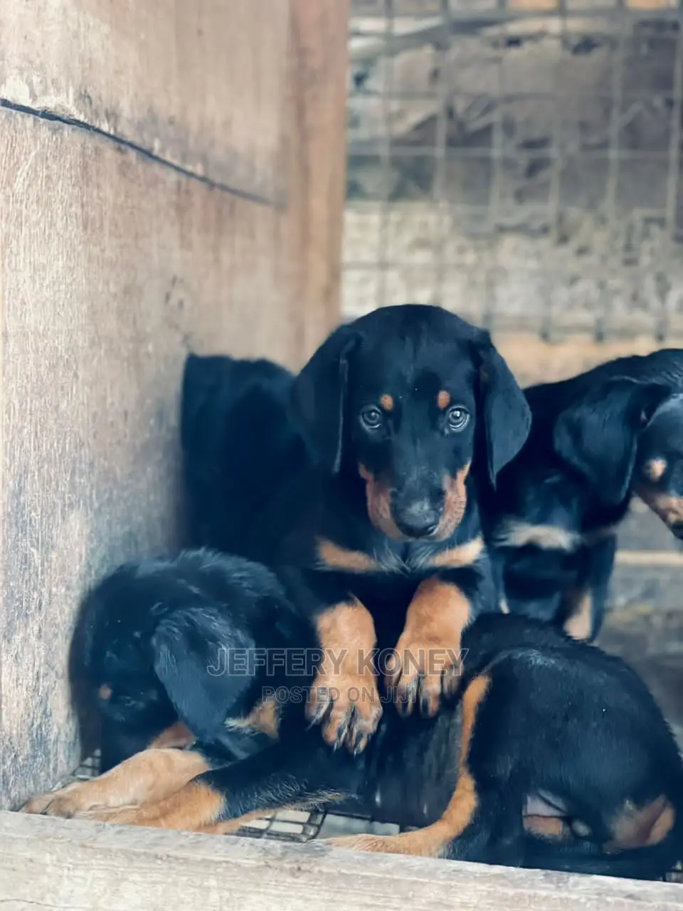 1-3 months Male Purebred Doberman Pinscher