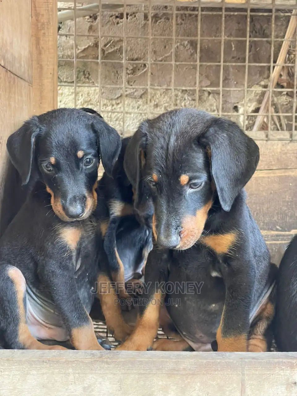 1-3 months Male Purebred Doberman Pinscher