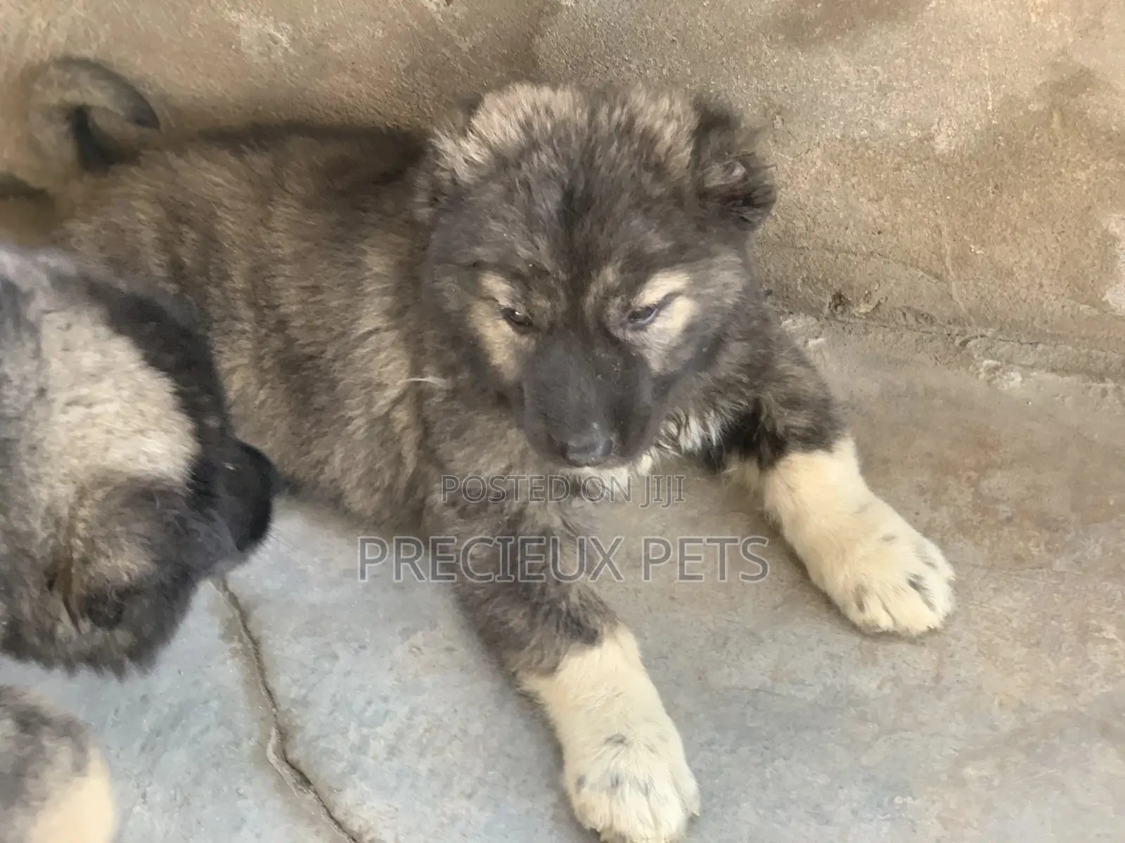 1-3 months Female Purebred Caucasian Shepherd