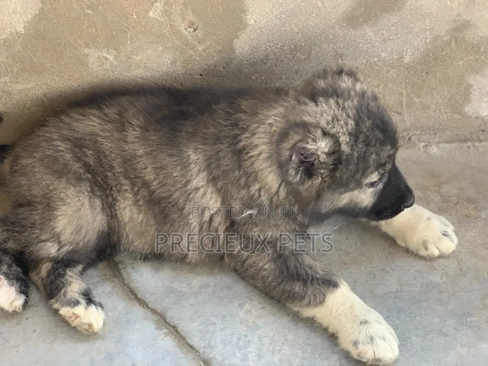 1-3 months Female Purebred Caucasian Shepherd