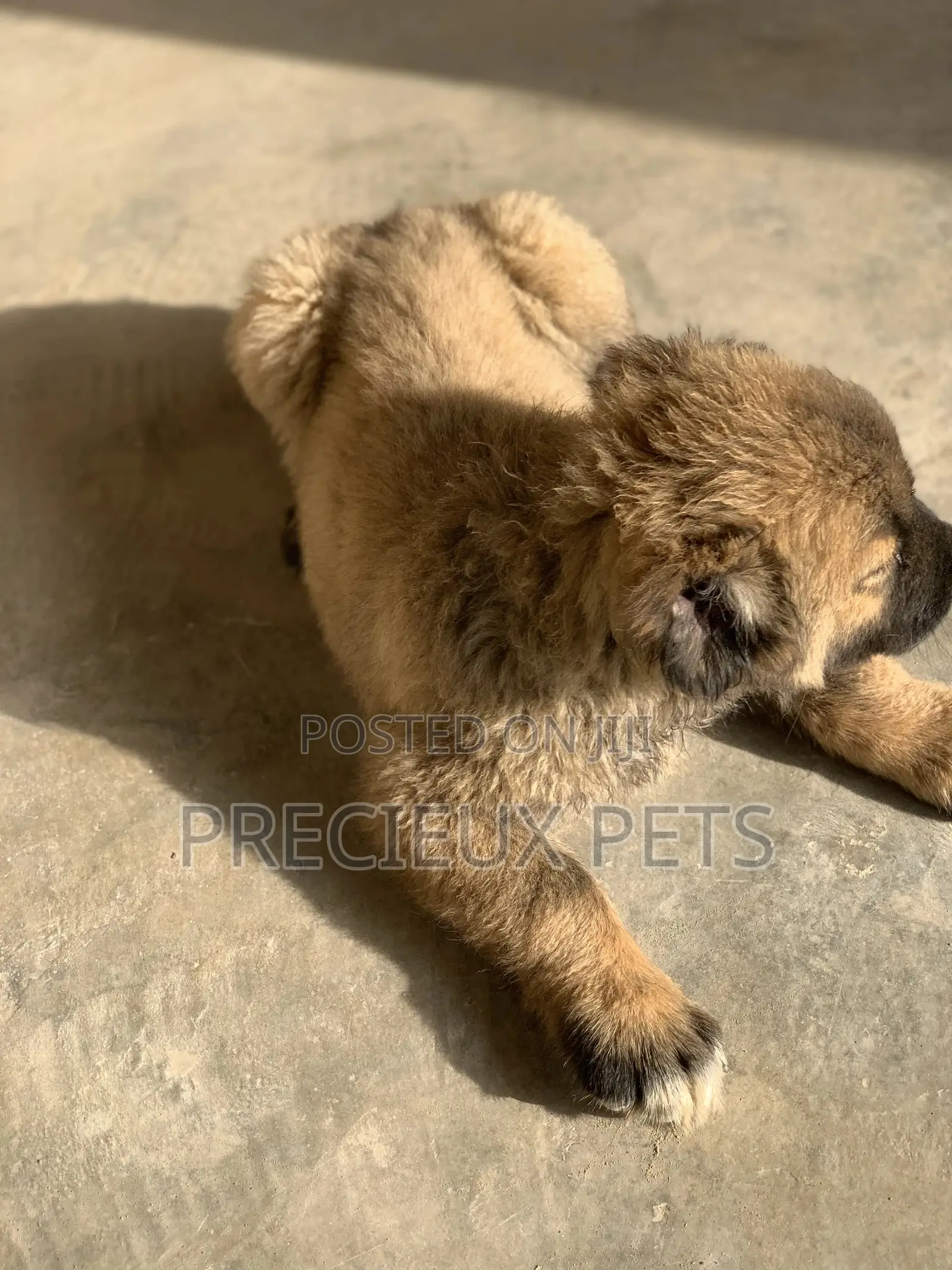 1-3 Months Female Purebred Caucasian Shepherd