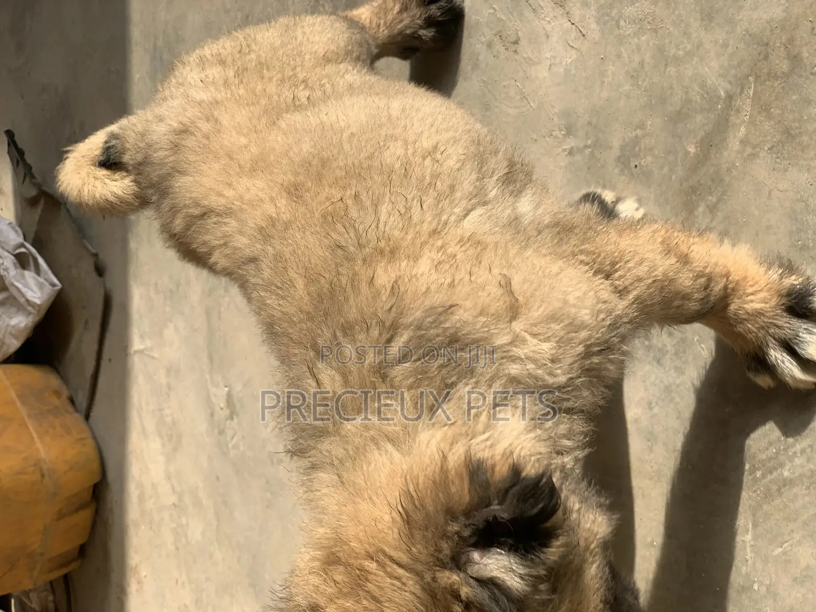 1-3 Months Female Purebred Caucasian Shepherd