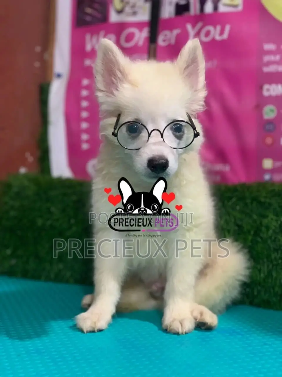 1-3 Months Male Purebred Japanese Spitz