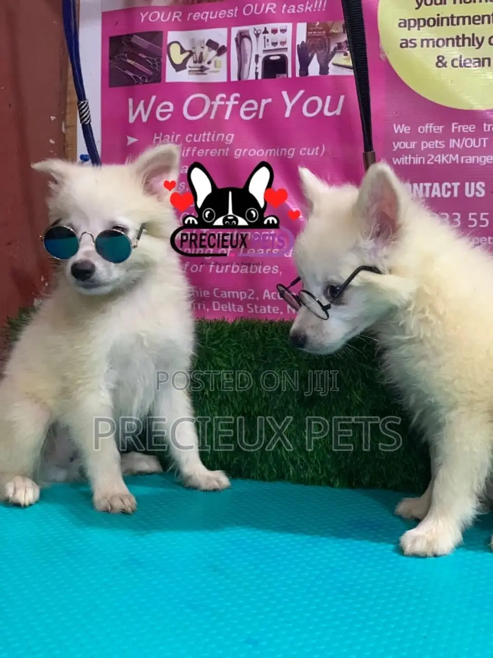 1-3 Months Male Purebred Japanese Spitz