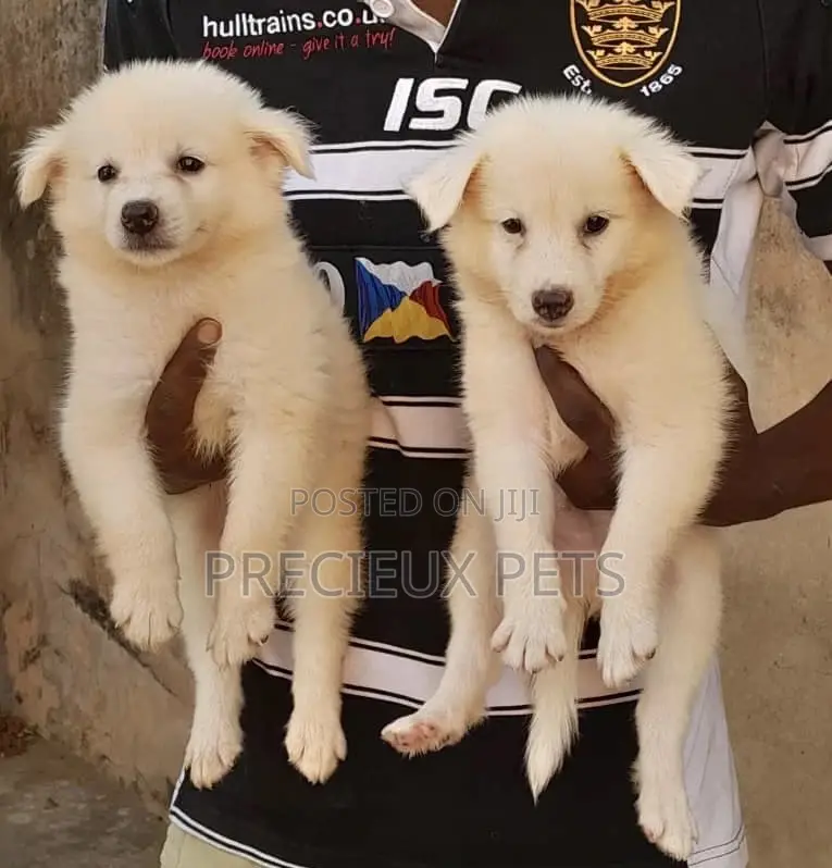 1-3 Months Female Purebred American Eskimo