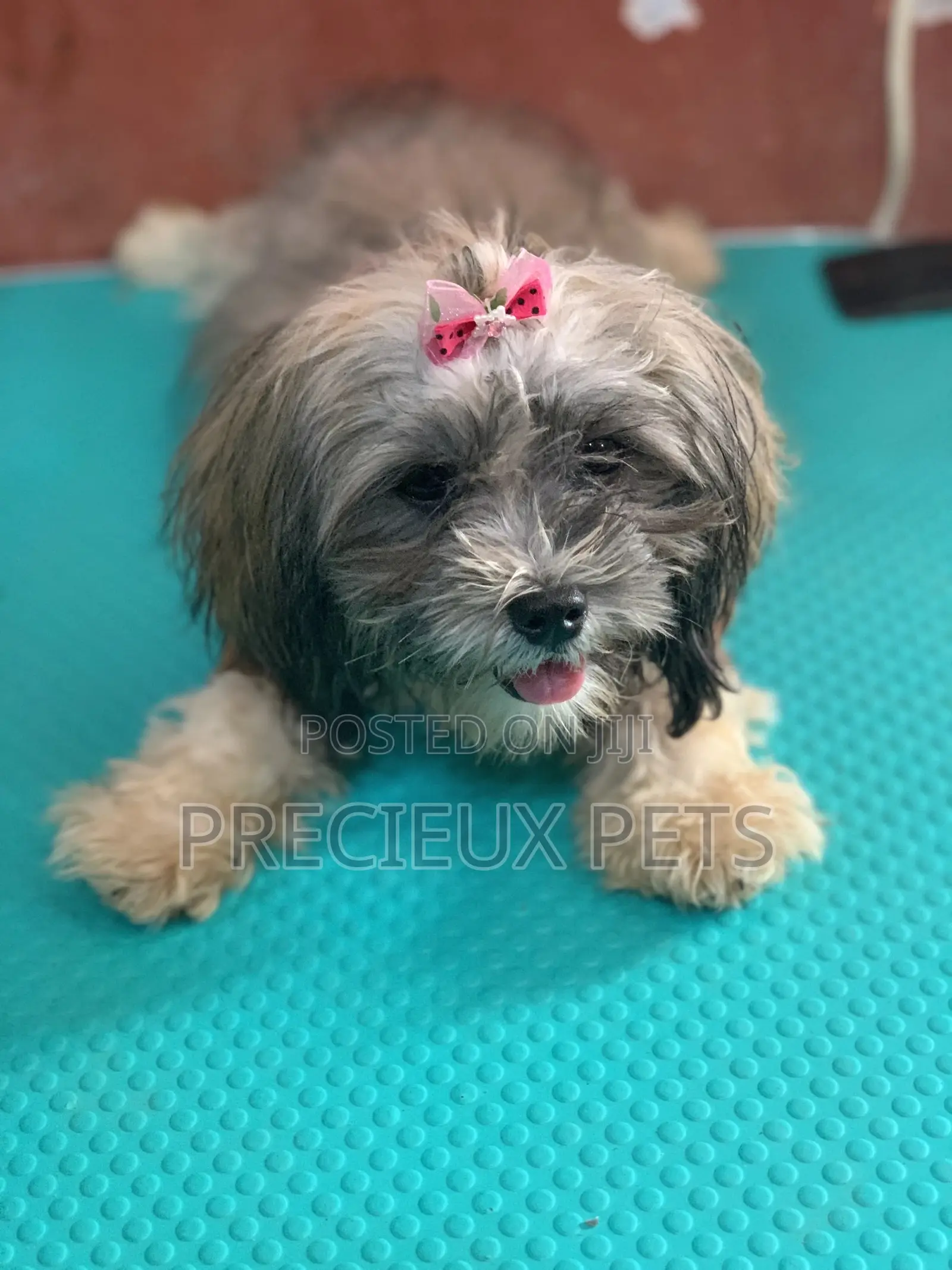 Doggy Hair Clips