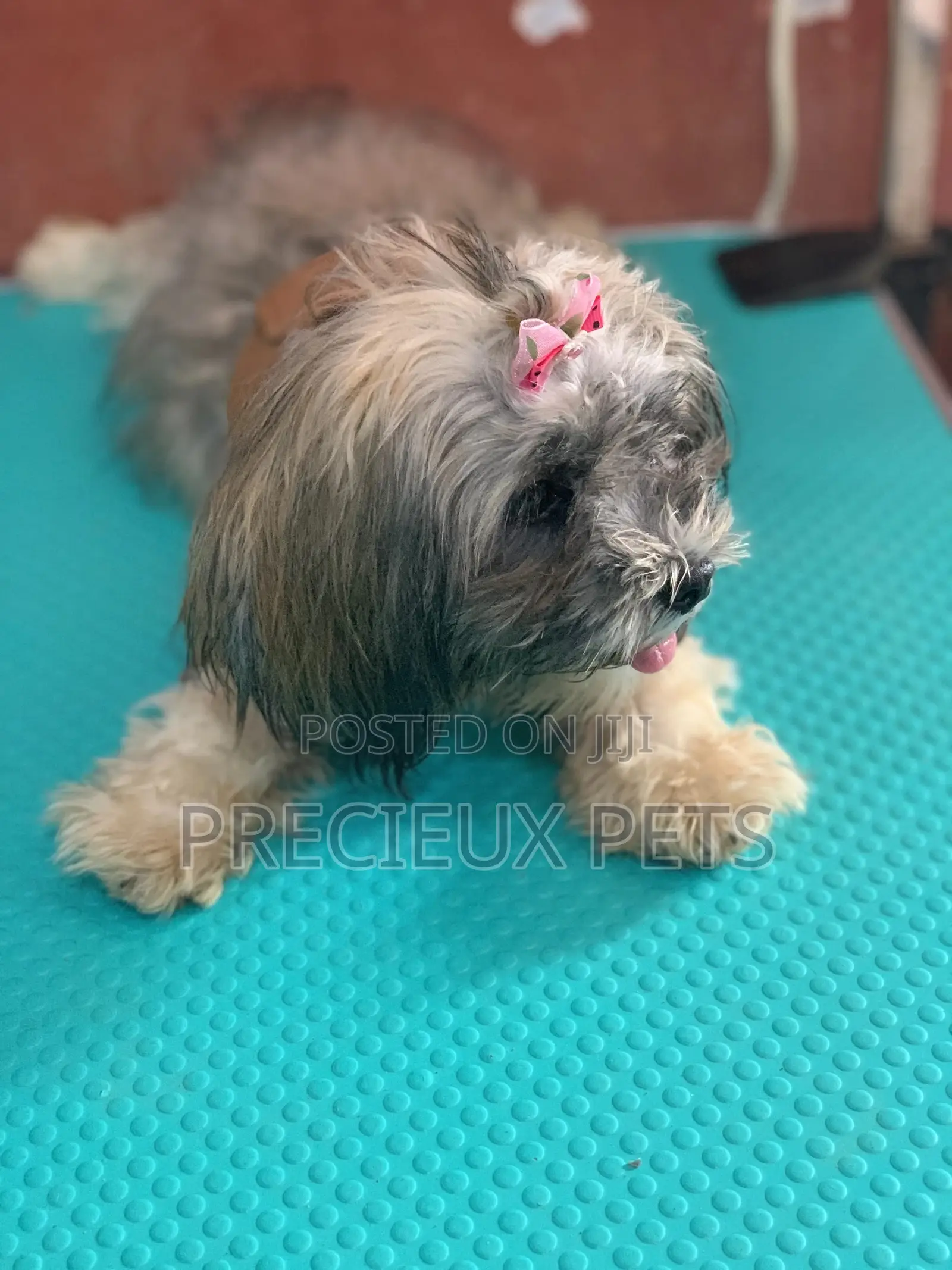 Doggy Hair Clips