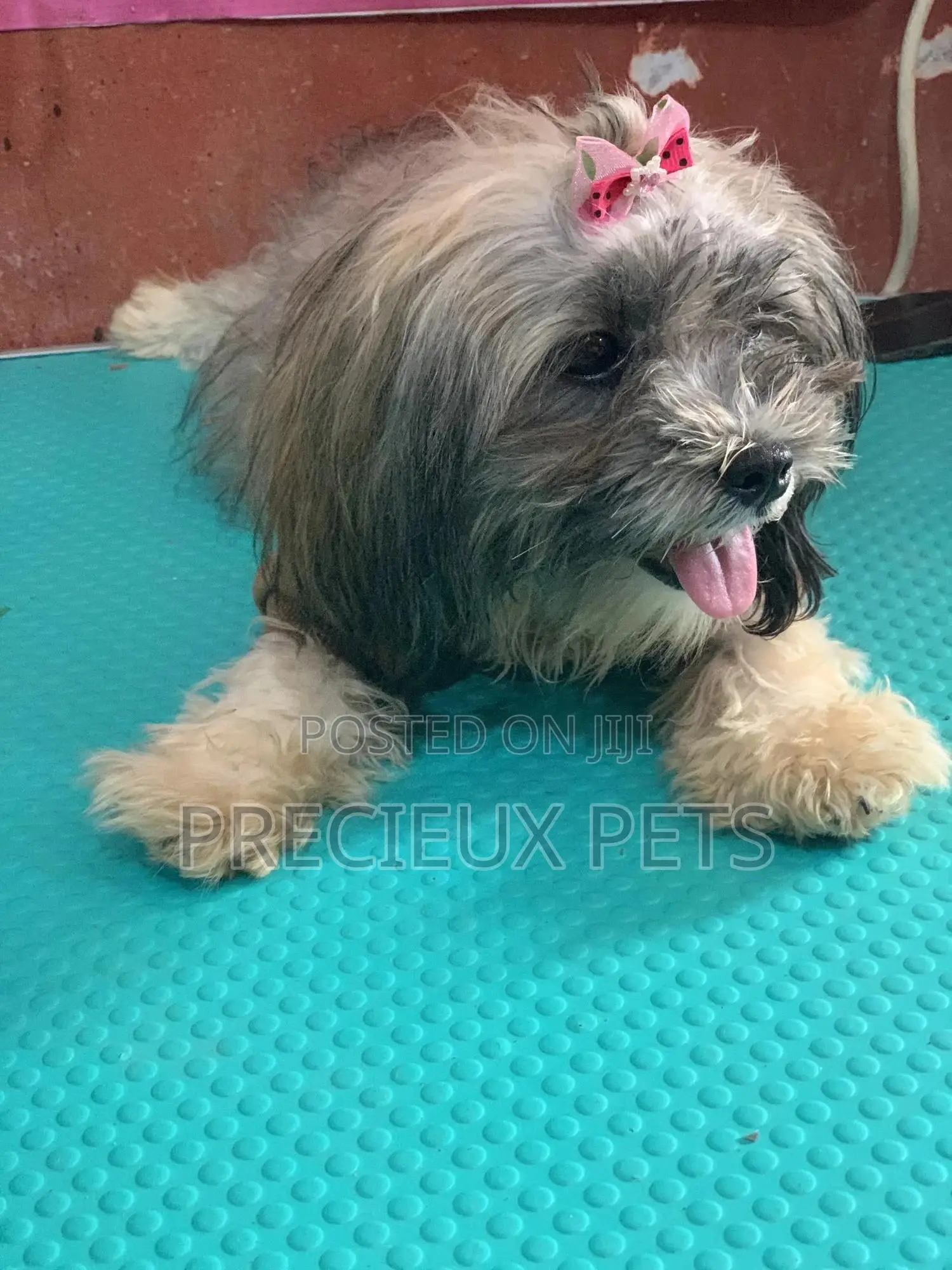 Doggy Hair Clips