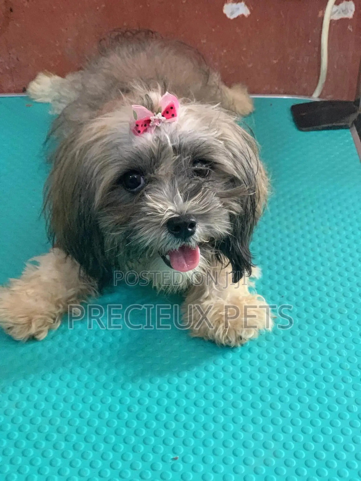 Doggy Hair Clips