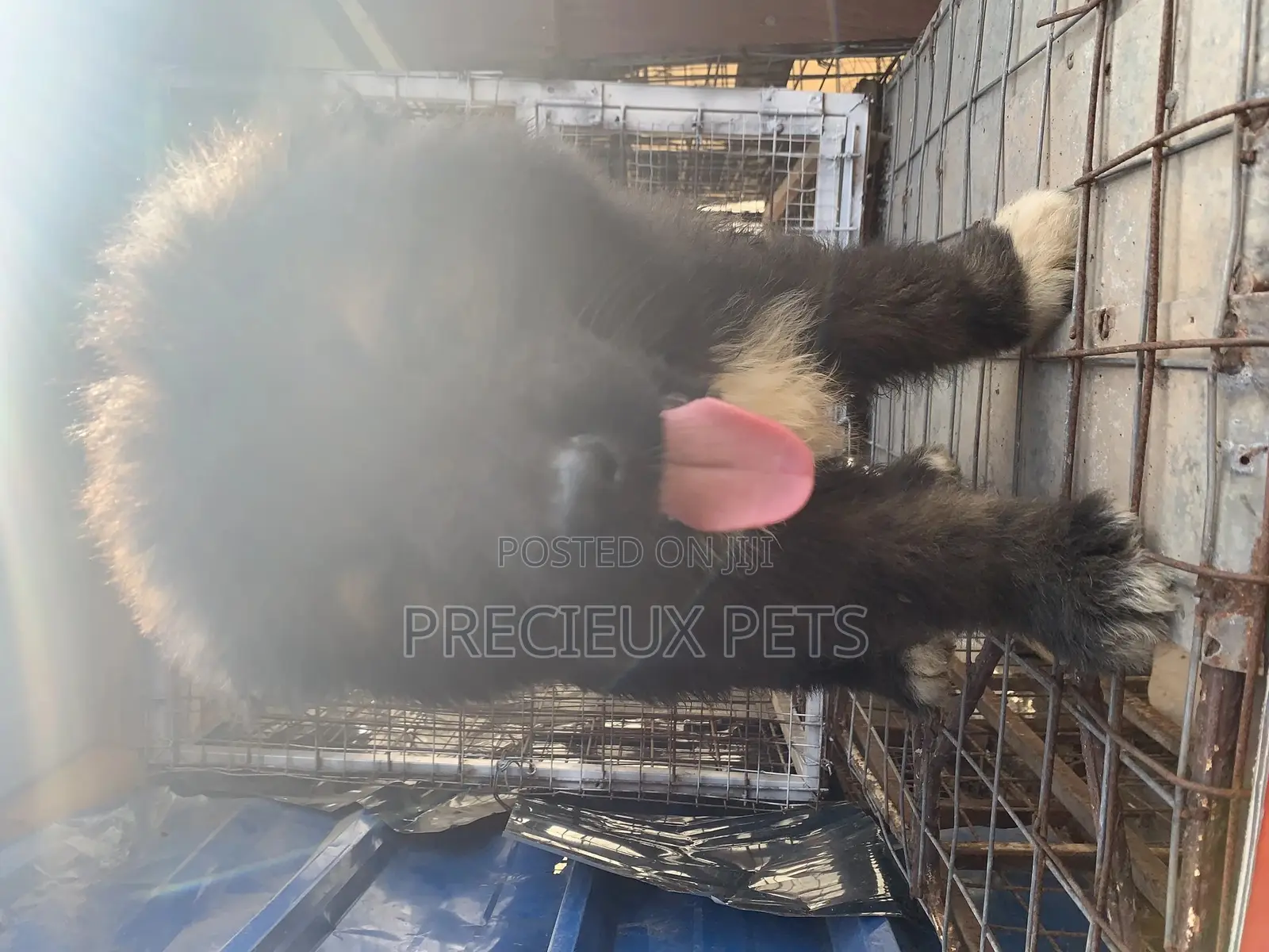 1-3 Months Male Purebred Caucasian Shepherd