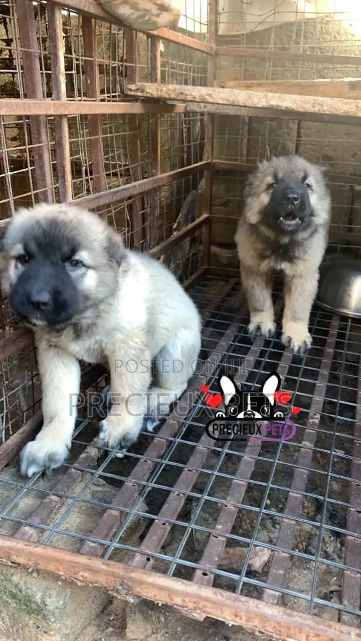 1-3 months Female Purebred Caucasian Shepherd