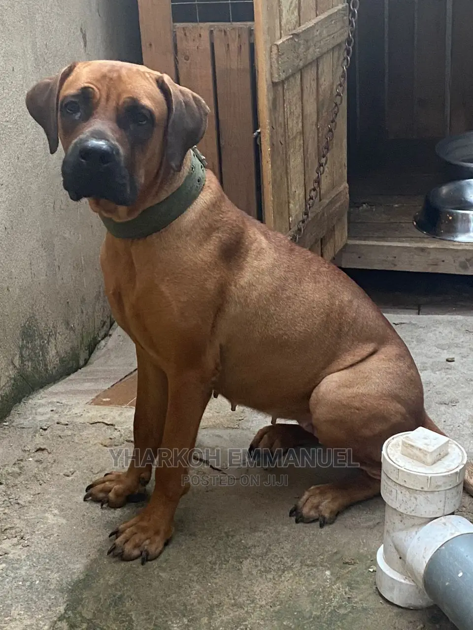 1-3 months Male Purebred Boerboel
