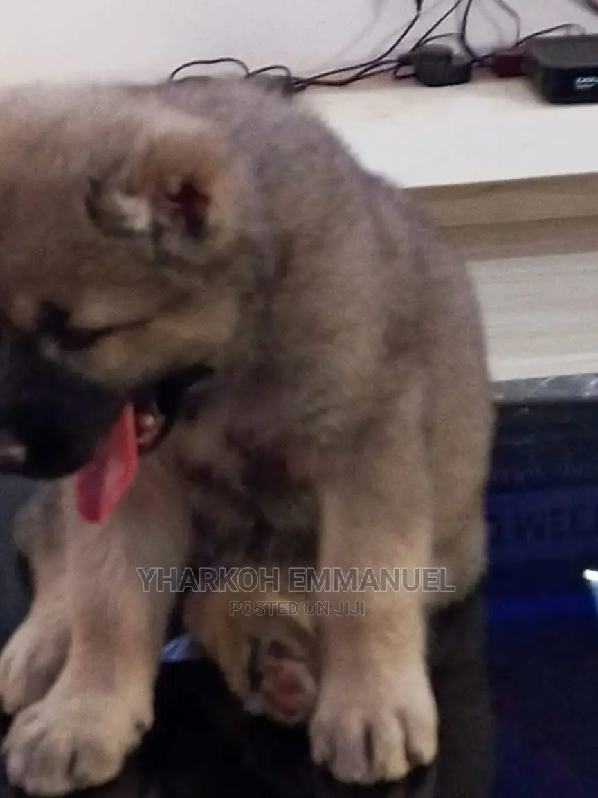 1-3 months Male Purebred Caucasian Shepherd