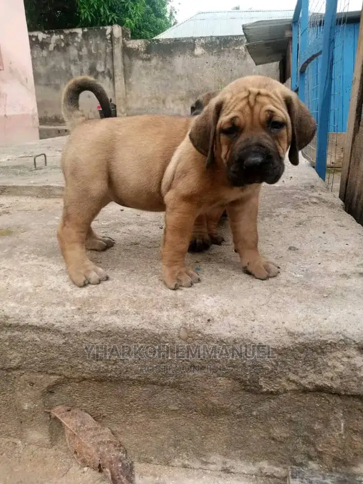 1-3 Months Male Purebred Bullmastiff
