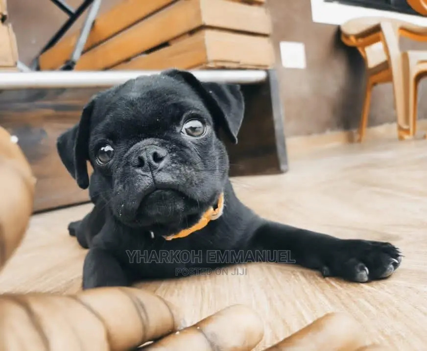 0-1 month Female Purebred Pug