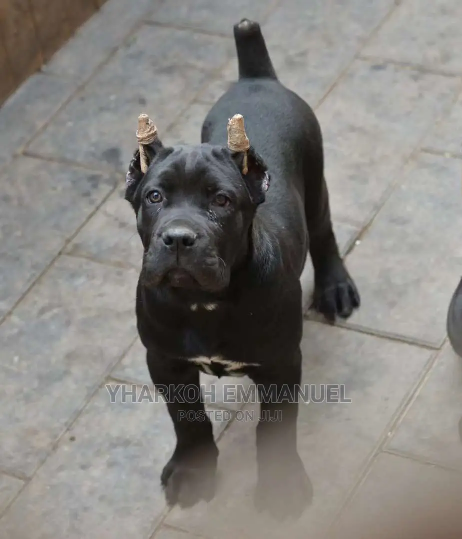 1-3 Months Male Purebred Cane Corso