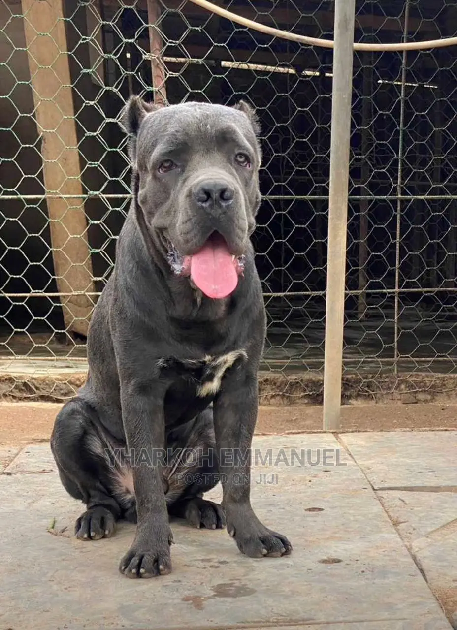 1-3 Months Male Purebred Cane Corso