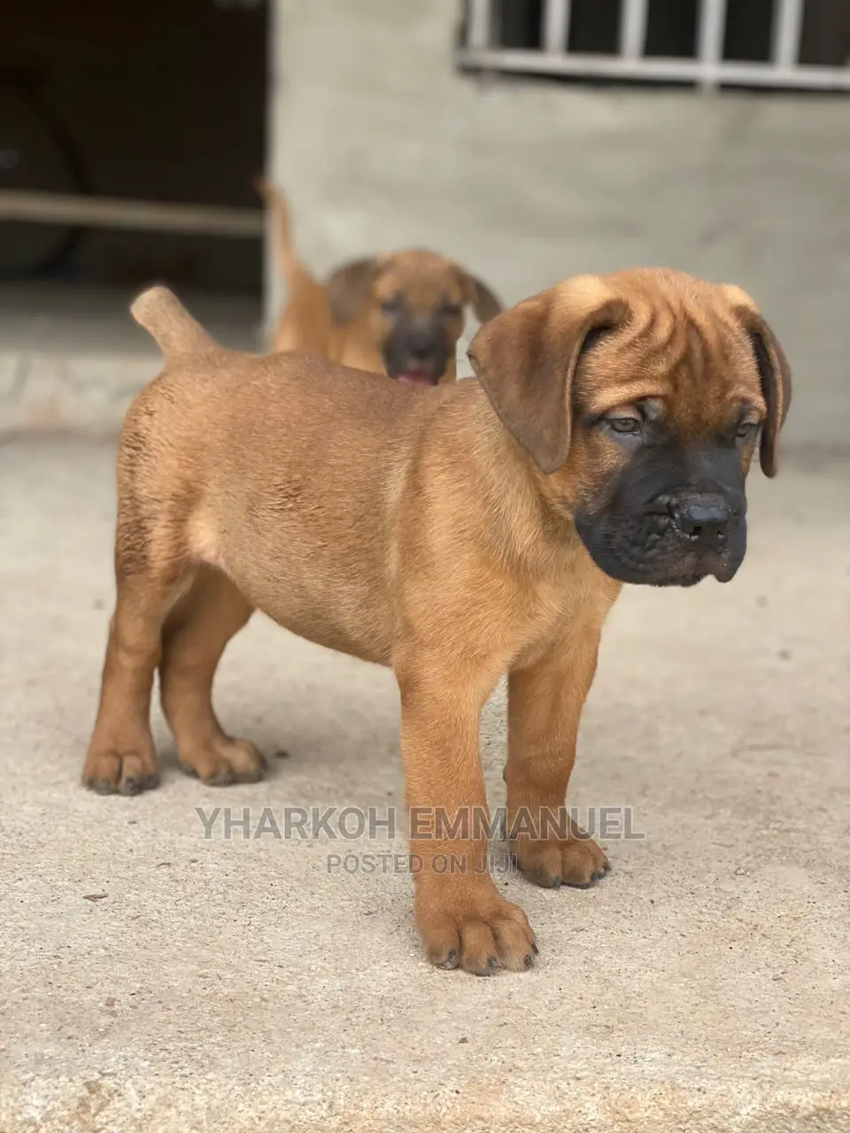1-3 months Female Purebred Boerboel