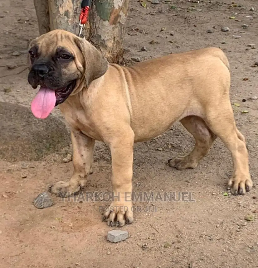 1-3 Months Male Purebred Boerboel