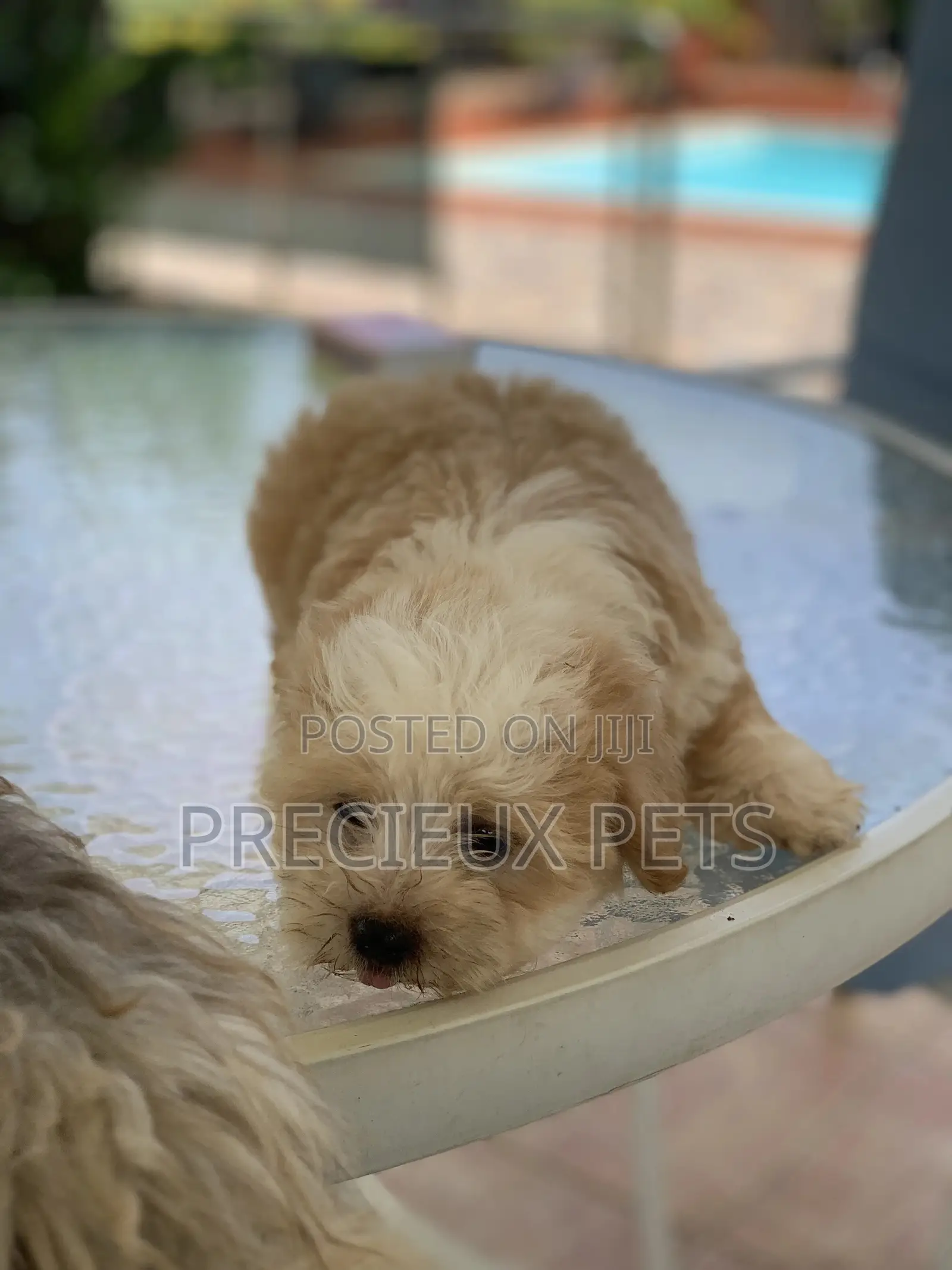 1-3 Months Female Purebred Havanese