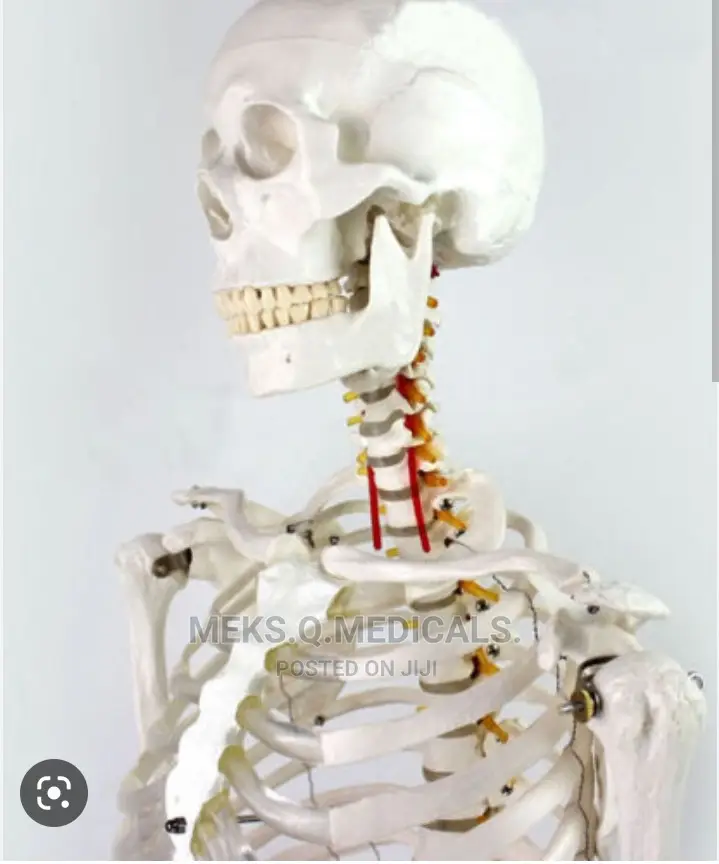 Human Skeleton