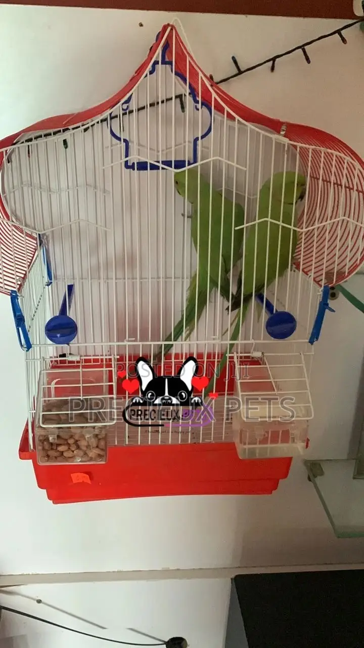Trained Pair Ringneck Parrot