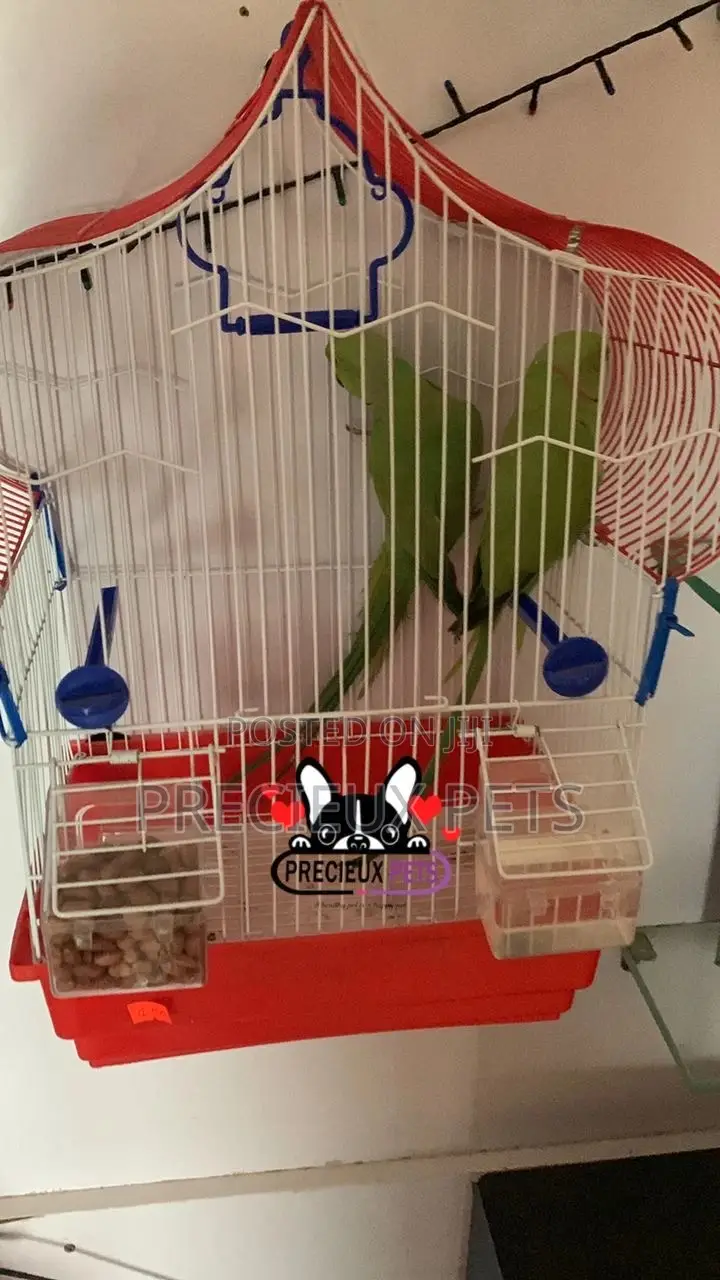 Trained Pair Ringneck Parrot