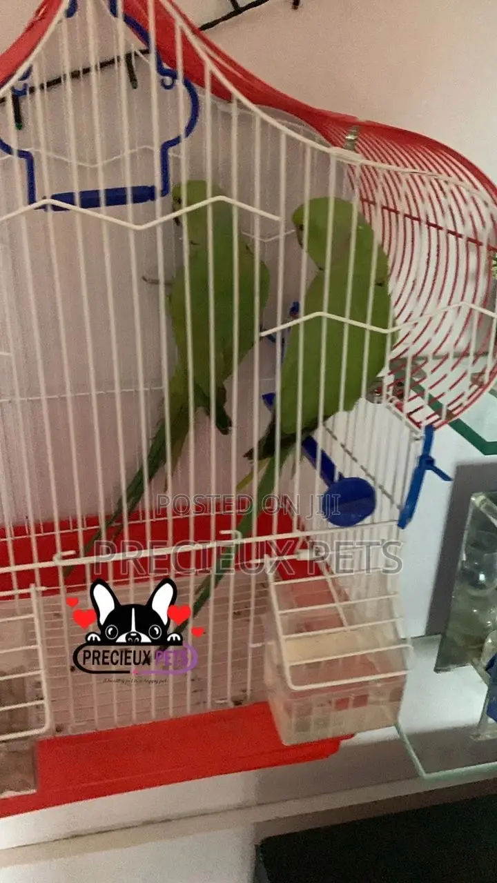 Trained Pair Ringneck Parrot