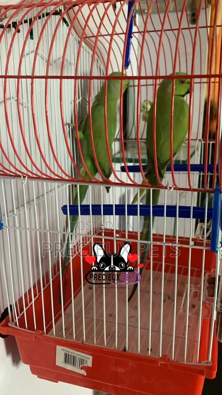 Trained Pair Ringneck Parrot